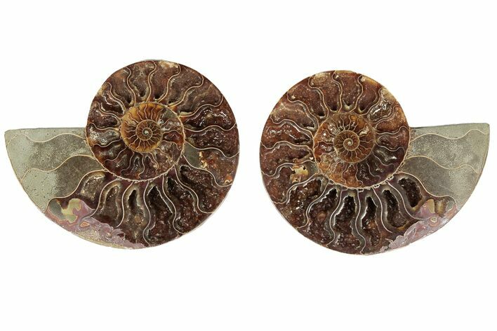 6.45" Cut & Polished, Agatized Ammonite Fossil - Madagascar
